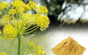 Asafoetida-bitter-&-sweet-Main-2